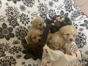 Maltipoo Welpen  Bild 2