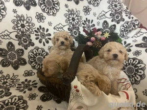 Maltipoo Welpen  Bild 4