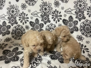 Maltipoo Welpen  Bild 3