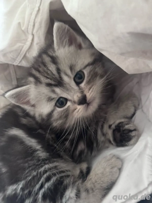 BKH kater zum Abgeben 