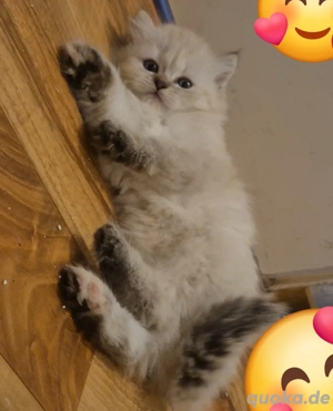 Wunderschönes Himalayan Perser (Blue Point) Kätzchen (Weiblich, 3 Monate alt)  