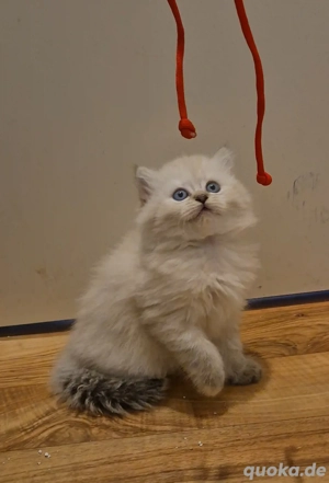 Wunderschönes Himalayan Perser (Blue Point) Kätzchen (Weiblich, 3 Monate alt)  