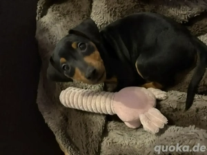 Reinrassiger Zwergpinscher  