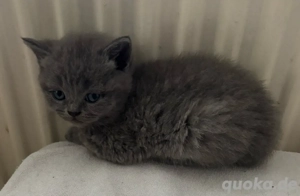 British Kurzhaar Kitten BKH