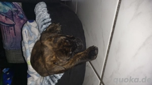 Englishe Bulldogge mix