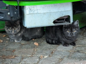 Katzen Kätzchen Kitten abzugeben 96166 Bauernhofkatzen