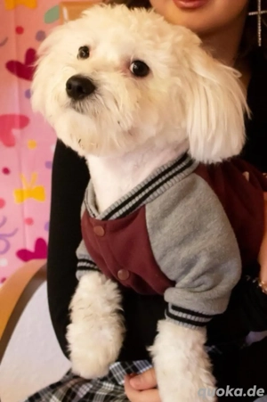 Einen Hund verkaufen