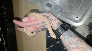 Verkaufe  Tausche 0.1 Arctic Superconda Hakennasennatter 