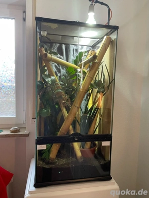 1.1 Goldstaub taggeckos - Phelsuma laticauda mit Terrarium