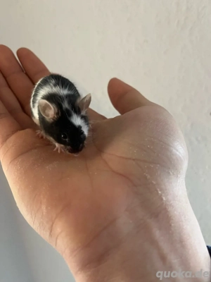    Farbmäuse abzugeben   viele Farben & Varianten   