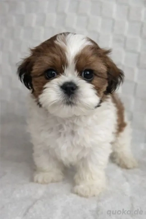 Shih tzu welpen