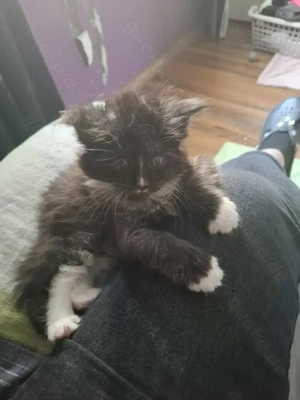 Zuckersüßes Maine Coon Mädchen 