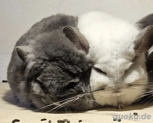 Chinchillas verkaufen