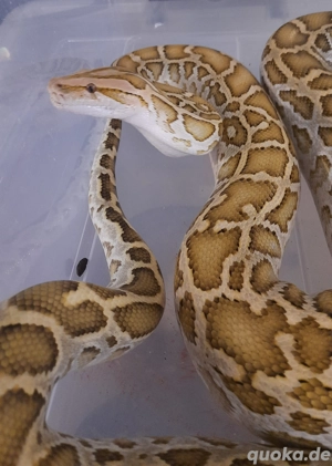 Tigerpython P.molurus bivitatus 0,1 Weibchen Schlange Terrarium  Bild 2
