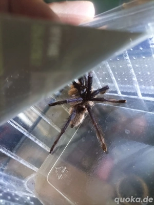 Monocentropus balfouri - Blaue Jemen-Vogelspinne