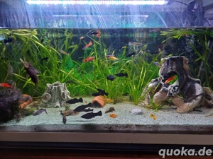 Black Mollys ab zu geben