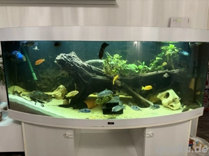 500 Liter Aquarium mit verschiedenen L Welsen Barsche 2 flösselhechte 
