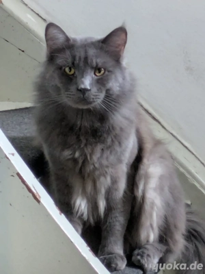 eine Babykatze Kater Maine coon Mix