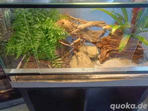 Hakennasennatter aus Nachzucht 2025