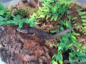 0.1 Rotaugen-Buschkrokodil (Tribolonotus gracilis)