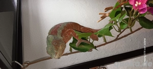 Panderchamälion mänchen 