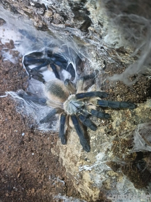 Monocentropus balfouri - Blaue Jemen-vogelspinne (4 Stück vorhanden)