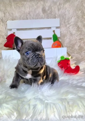 Super süße Französische Bulldoggen Welpen suchen eine liebe Familie auf Lebenszeit.