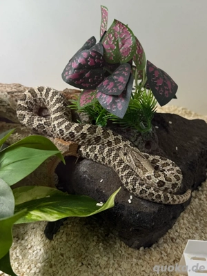 Hakennasennattern inkl. Terrarien