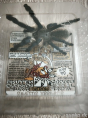 Monocentropus balfouri - Blaue Jemen-Vogelspinne (4 Stück vorhanden)