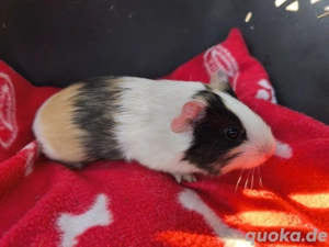 Weibliche Meerschweinchen Babys 