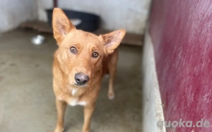 Zweite Chance auf ein gutes Leben für schüchternen Pino