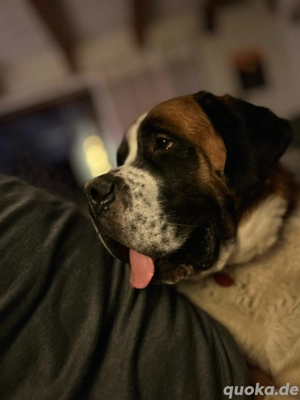 Bernhardiner dringend in gute Hände abzugeben 