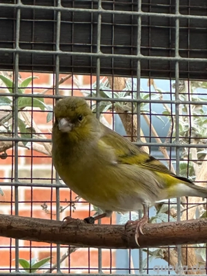 Magellanzeisig x Kanarien Mischlinge Hähne 