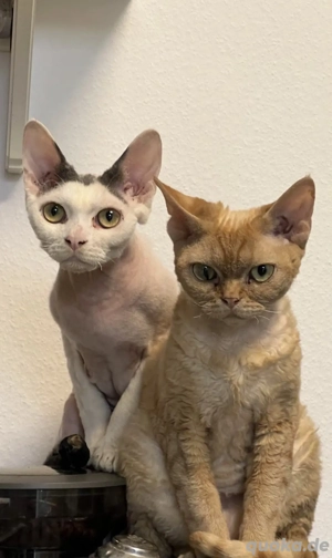 Wir suchen ein Devon Rex Weibchen als Zweitkatze!