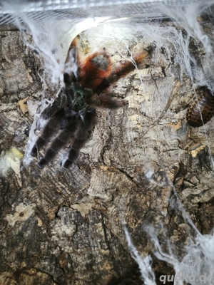 Caribena vesicolor - Martinique Baumvogelspinne