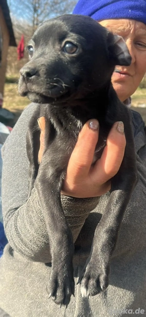 Odilia, kleines Welpenmädchen sucht Zuhause 