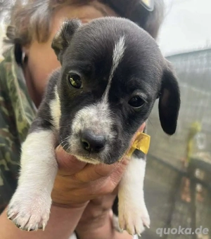 Odina, kleines Welpenmädchen sucht Körbchen