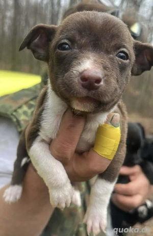 Olanda, kleines Welpenmädchen sucht ihre Menschen