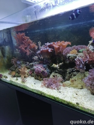 Weichkorallen zur Abgabe 