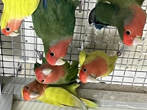 Rosenköpfchen Unzertrennliche