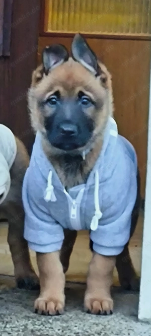 X-Herder Malinois Welpe Hündin 