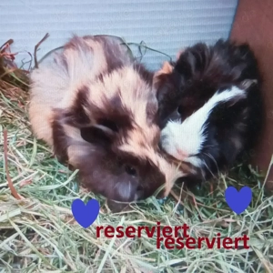 Junge niedliche wuschelige Meerschweinchen ***reserviert***