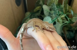 Kronengecko - Correlophus ciliatus Bild 2