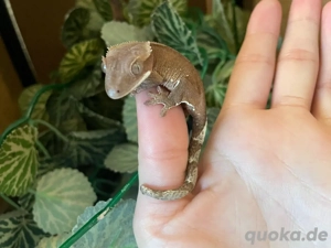 Kronengecko - Correlophus ciliatus