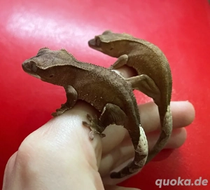 Kronengecko - Correlophus ciliatus Bild 3