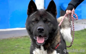 Kraftvoller und stolzer Akita-Mix Jengo sucht Zuhause