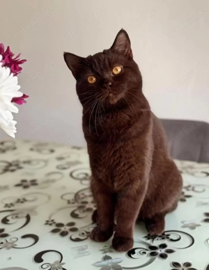 Deckkater BKH Choclate 