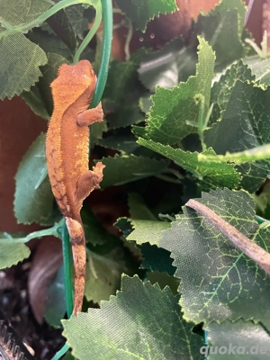 Kronengecko - Correlophus ciliatus