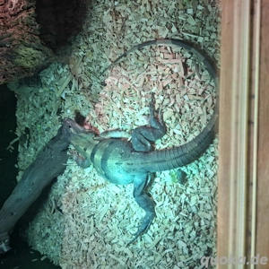 Schwarzer und grüner Leguan 