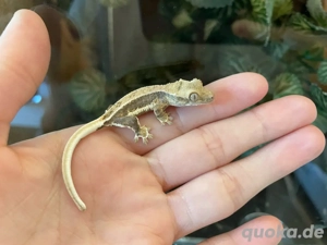 Kronengecko - Correlophus ciliatus